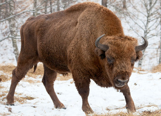 Bison