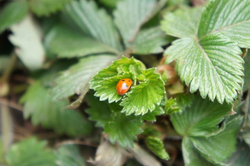 Coccinelle et fraisier
