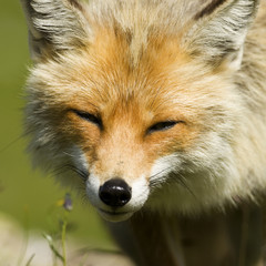 listiger Gebirgsfuchs