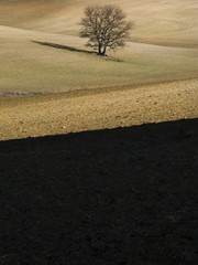 Country landscape with solitary tree