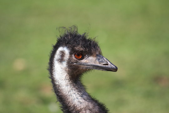 Emu, ostrich