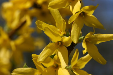 Fototapeta premium Forsythia