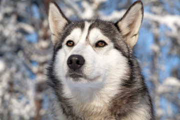 sled dog