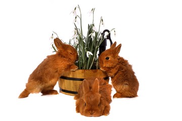 drei kleine Kaninchen mit Schneeglöckchen