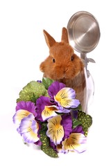 kleiner Hase mit Blumen
