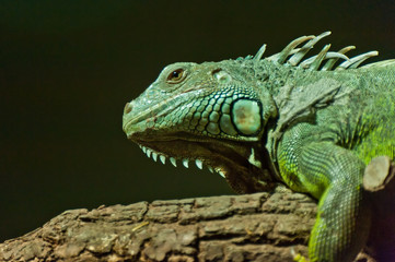Fototapeta premium Drache