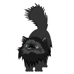 nice persian cat on white background