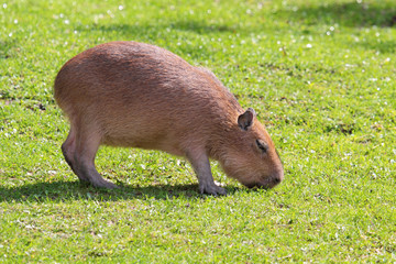 Fototapeta premium Capybara (Hydrochoerus hydrochaeris)