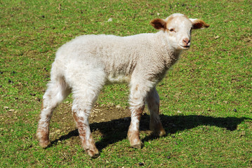 Fototapeta premium lamb lying on the grass