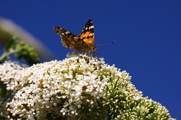 Butterfly cynthia cardui, la belle dame