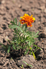 Tagetes