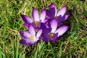 Crocus