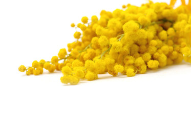 Mimose