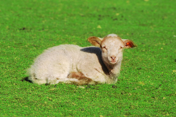 lamb lying on the grass