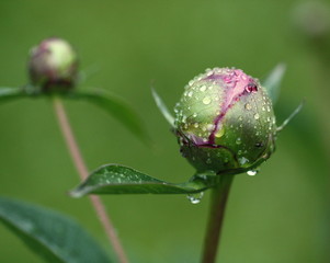 Paeonia-Knospe