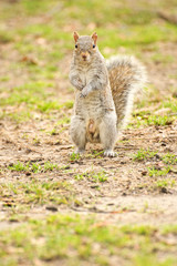 Obraz premium squirrel