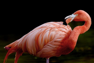 Pink Flamingo