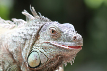iguana iguana