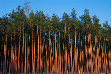 Forest in the poland