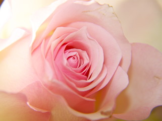 Fototapeta na wymiar Nahaunahme rosarote Rose