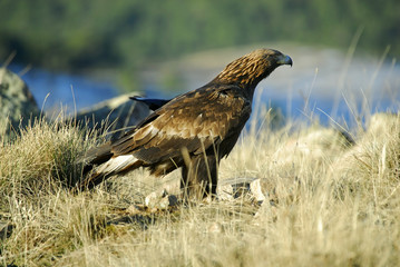 aguila real en la sierra de avila-España