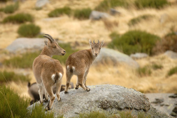 Dos monteses en Gredos