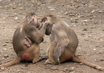 lousing baboons