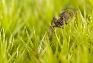Pardosa