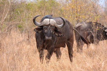 african cape buffalo - 30687384