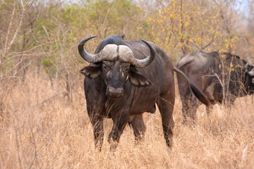 african cape buffalo