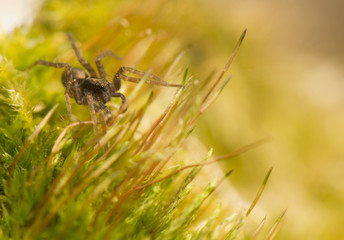 Pardosa