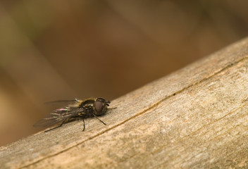 Hymenoptera, Melangyna quadrimaculata
