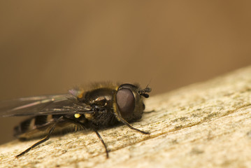 Hymenoptera, Melangyna quadrimaculata