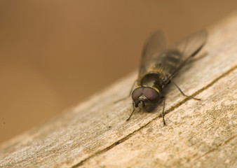 Hymenoptera, Melangyna quadrimaculata