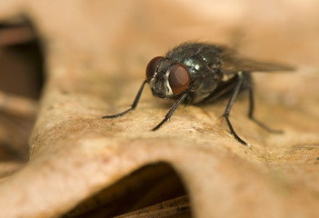 Sarcophaga carnaria