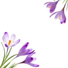 Fotobehang Krokussen Krokus bloemen