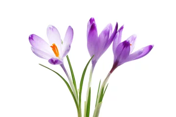 Fotobehang Krokussen Krokus bloemen