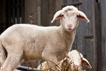 Naklejka premium Lamm, lamb