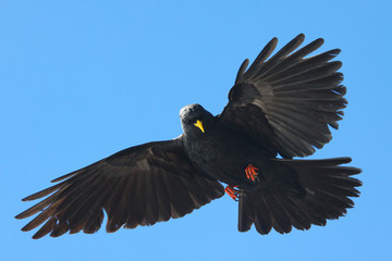 Alpine Chough (Pyrrhocorax graculus) flying against blue sky