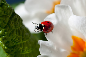 Coccinella vacante