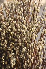 wiosenne bazie, gałązki wierzby, Wielkanocne dekoracje © elisabeth3