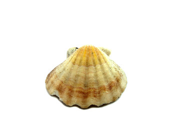 Shell