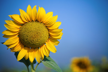 Fototapeta premium Beautiful yellow sunflower