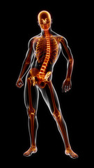 Human Full Skeleton Medical Scan