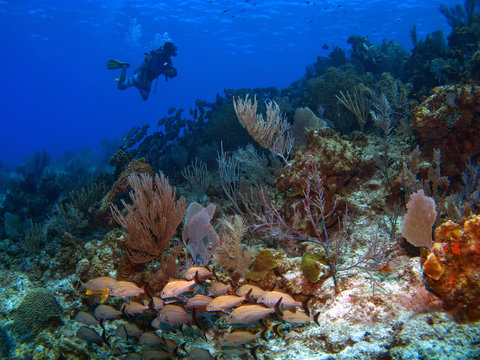 Cayman Brac Dive Master