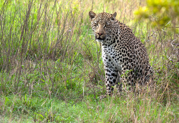 african leopard