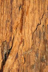 Shale rock