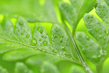 Drops on Fern Leaves