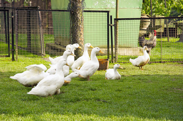 Gänse