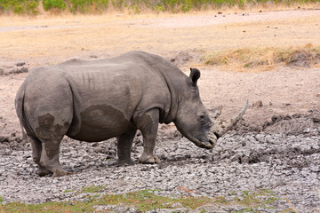 african white rhinoceros